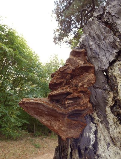 On a stem wound (side profile) on black pine in Hocley, UK.
